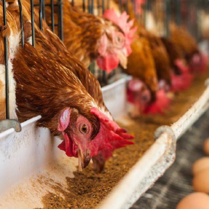 Gallinas alimentadas con productos de Pacífico Sur